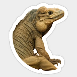 Handsome Rhinoceros Iguana Sticker